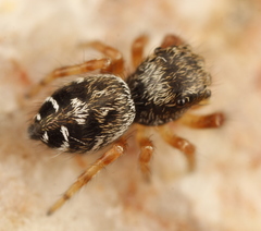 Phidippus asotus