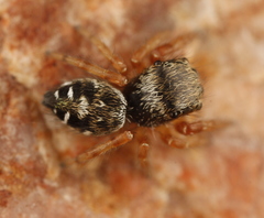 Phidippus asotus