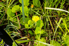 Arctotis arctotoides