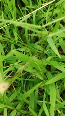 Coccinella transversalis