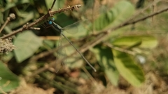 Lestes ochraceus
