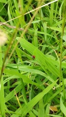 Coccinella transversalis