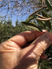 Comarostaphylis diversifolia diversifolia