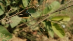 Lestes ochraceus
