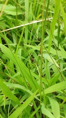 Coccinella transversalis