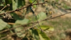 Lestes ochraceus