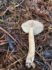 Tricholoma muricatum