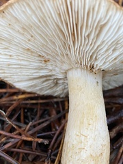 Tricholoma muricatum