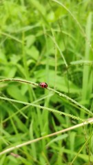 Coccinella transversalis