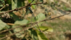Lestes ochraceus