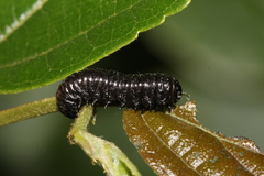 Menippus cynicus