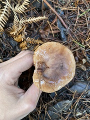 Tricholoma muricatum