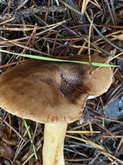 Tricholoma muricatum