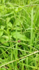 Coccinella transversalis