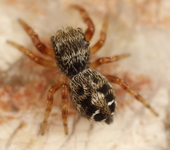 Phidippus asotus