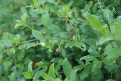 Prunus fruticosa