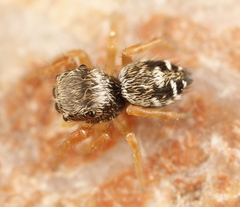 Phidippus asotus