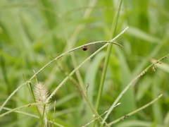 Coccinella transversalis