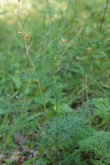 Kadenia dubia