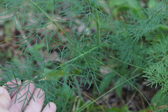 Kadenia dubia