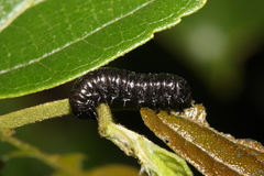 Menippus cynicus