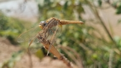 Crocothemis erythraea