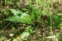 Pulmonaria × notha
