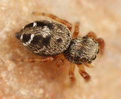 Phidippus asotus