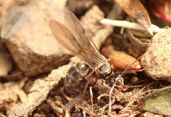 Prolasius advena