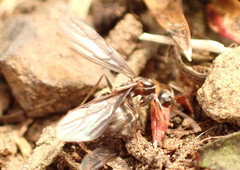 Prolasius advena
