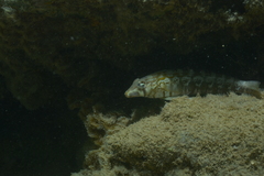 Parapercis australis