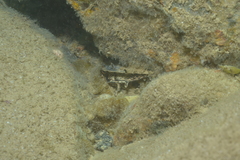 Atrina vexillum