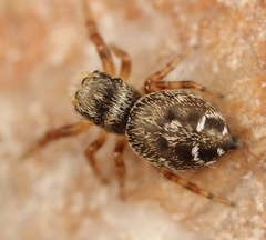 Phidippus asotus