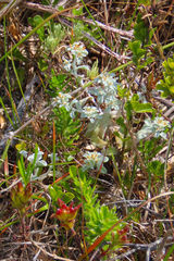 Helichrysum litorale