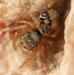 Phidippus asotus