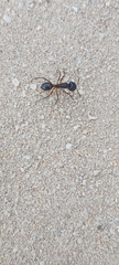 Camponotus xerxes