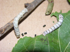Bombyx mori