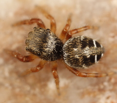Phidippus asotus