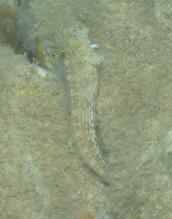 Salarias alboguttatus