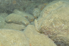 Salarias alboguttatus