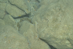 Salarias alboguttatus