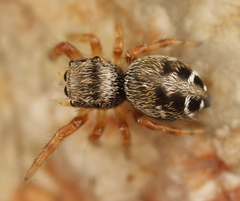 Phidippus asotus