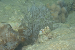 Macrorhynchia philippina