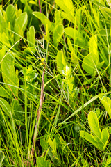 Argyrolobium harveyanum