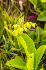 Asclepias fulva