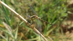 Neodythemis