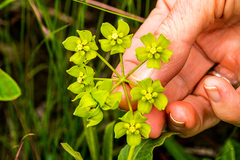 Asclepias fulva