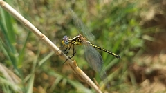 Neodythemis