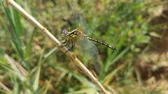 Neodythemis