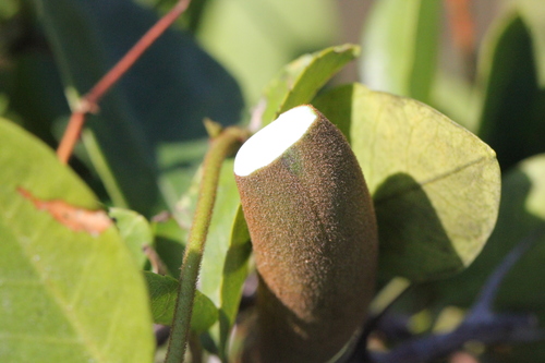 Image of Wight's Toxocarpus by no rights reserved